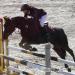 Pony do vyššího sportu - Prodej