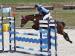 Pony do vyššího sportu - Prodej