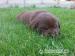 predam steniatka labradora - Predaj