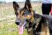 Orion do adopcji! - Podarunek