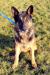 Orion do adopcji! - Podarunek