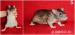 Poslední volní samečci a samička > potkan - Prodej