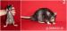 Poslední volní samečci a samička > potkan - Prodej