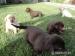 Predám čistokrvné šteniatka čokoládového labradora - Predaj