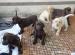 Predám čistokrvné šteniatka čokoládového labradora - Predaj