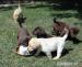 Predám čistokrvné šteniatka čokoládového labradora - Predaj