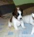 Jack Russel Terrier s PP - Prodej