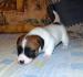 Jack Russel Terrier s PP - Prodej