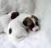 Jack Russel Terrier s PP - Prodej