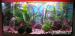 Zařízené akvarium i s rybičkami a krevetkami - Prodej