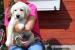Labrador Retriever - šteniatka s PP - Predaj