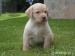 Predám šteniatko labradora - Predaj