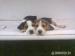 Bigl, Beagle - Predaj