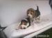 Bigl, Beagle - Predaj