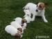 Jack Russell Terriér - štěňata - fenky - Prodej