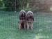 BLOODHOUND puppies - Eladás
