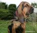 BLOODHOUND puppies - Eladás