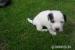 Jack Russell Teriér - Prodej