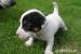 Jack Russell Teriér - Prodej