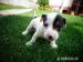 Jack Russell Teriér - Prodej