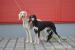 Saluki - Sprzedaż