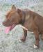 Americký Pitbullteriér Chocolate Red Nose - Predaj