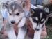 Sibírsky husky - šteniatka - Predaj