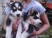 Sibírsky husky - šteniatka - Predaj