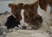 Border collie - Prodej