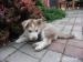 Šteniatka sibírsky husky - Predaj