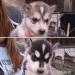 Sibírsky husky - šteniatka - ODBER   IHNEĎ - Predaj