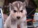 Sibírsky husky - šteniatka - ODBER   IHNEĎ - Predaj