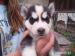 Sibírsky husky - šteniatka - ODBER   IHNEĎ - Predaj