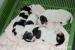 Jack Russell Teriér - štěňata - Prodej
