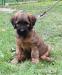 BRIARD - plavá štěňata - Prodej