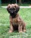 BRIARD - plavá štěňata - Prodej