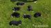 Predám šteniatka Veľký Švajčiarsky Salašnický pes - Predaj