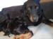 Beauceron prodej štěňátek - Prodej