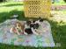 Jack Russell Terier - Prodej