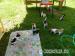 Jack Russell Terier - Prodej