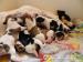 Jack Russell Terier - Prodej