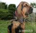 Bloodhound šteňatá - Predaj