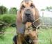 Bloodhound šteňatá - Predaj