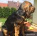 Bloodhound šteňatá - Predaj