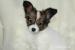 Papillon szczenięta z rodowodem FCI - Predaj