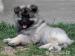 Německý špic vlčí / Keeshond - štěňátka s PP - Prodej