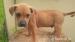Prodám štěňata Pitbulla a Ridgebacka - Prodej