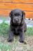 Labrador - ský retriever s PP –čokoládová,hnědá b. - Prodej