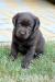 Labrador - ský retriever s PP –čokoládová,hnědá b. - Prodej