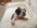 Prodáme štěňata Boston Terrier! - Prodej